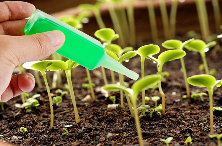 盆栽花肥料大全 ba8a51b9-aae3-4646-b277-3ee778270249.jpg