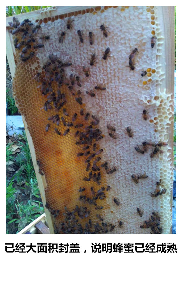 蜂蜜正品农家自产自销纯正天然野生百花蜜深山成熟土蜂蜜500克