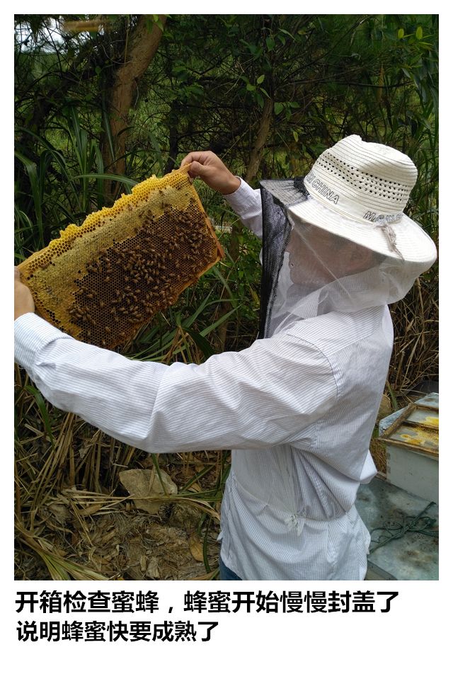蜂蜜正品农家自产自销纯正天然野生百花蜜深山成熟土蜂蜜500克