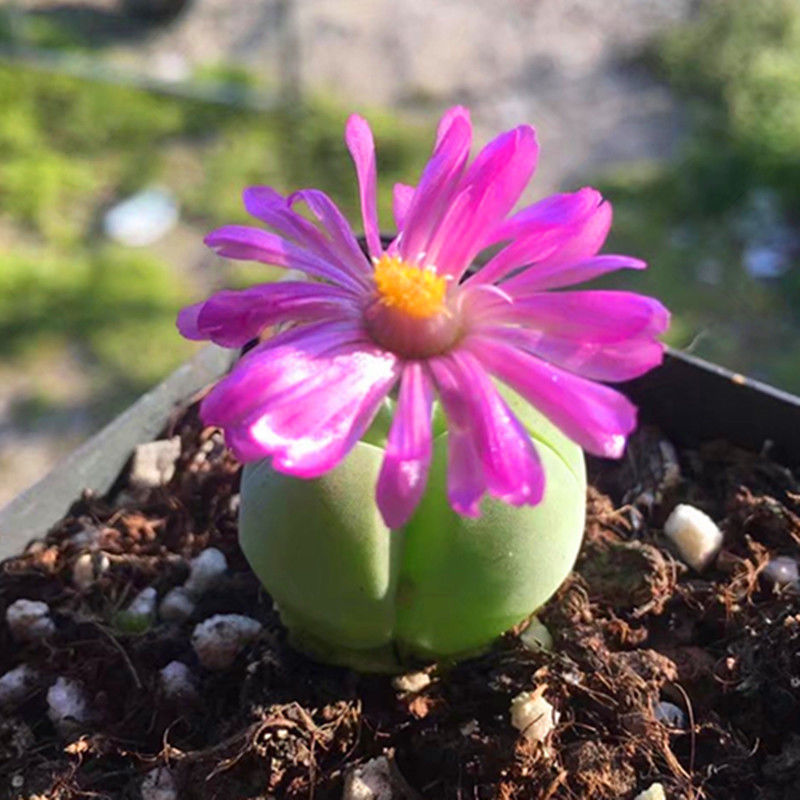 帝玉无比玉 当年开花 肉锥多肉植物生石花屁股花番杏石头花 虎窝拼