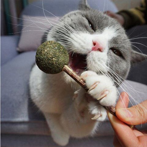 【拍一发二】猫薄荷球猫薄荷棒棒糖逗猫棒猫玩具磨牙棒幼猫零食糖