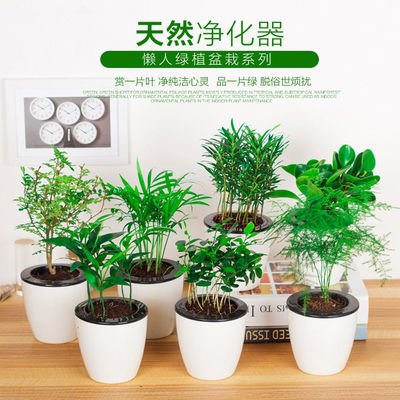 观叶植物