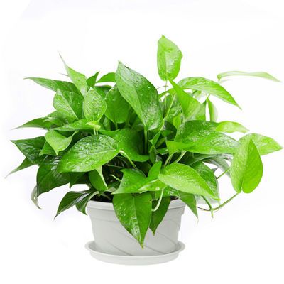 观叶植物