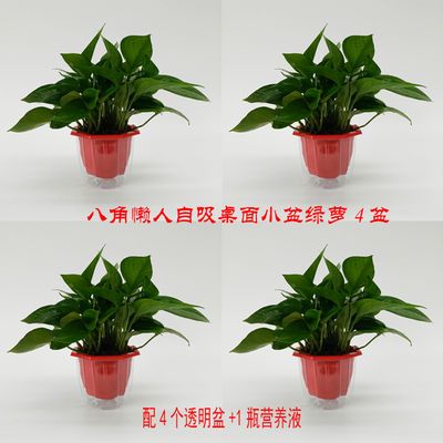 观叶植物