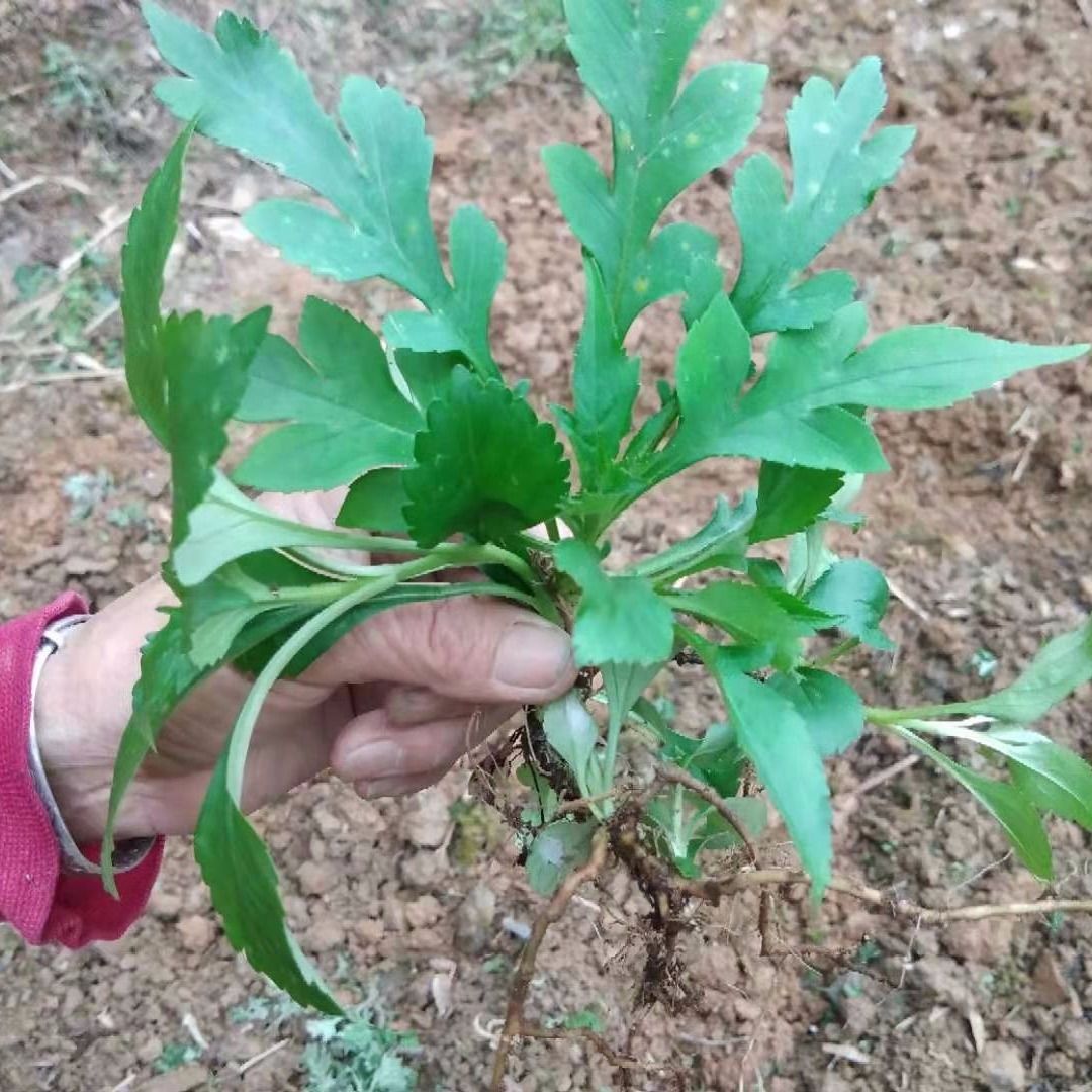 野生新鲜苦菜苗天然野菜苦斋婆酱败草农家苦菜苦丁菜苦种植苗菜