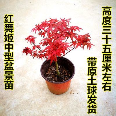 观叶植物