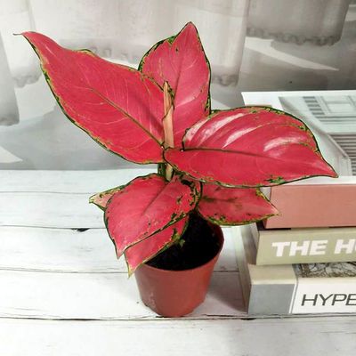 观叶植物