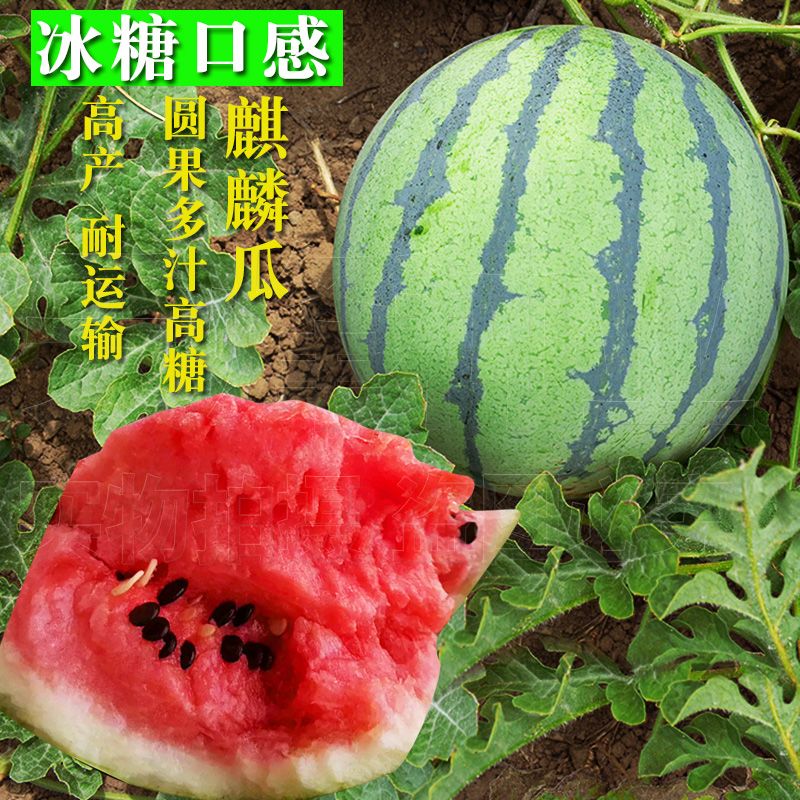 西瓜是什么季节种下的 0a958b68-8f3a-4807-8198-d1304922c4a8.jpg