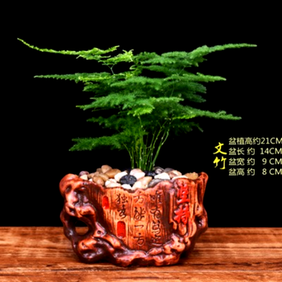 观叶植物