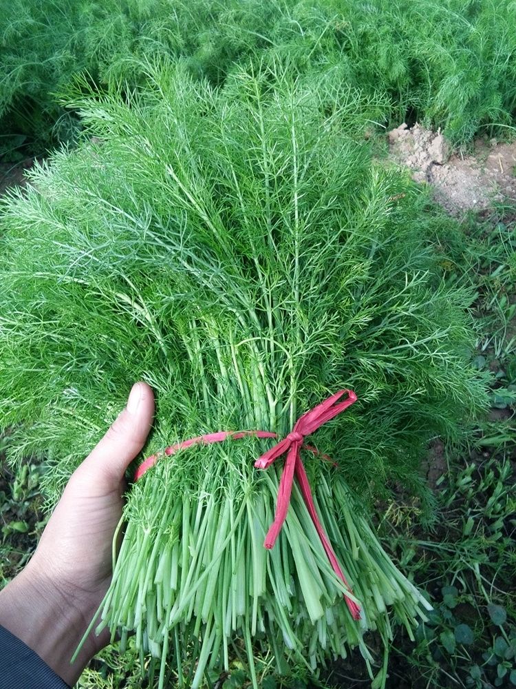 刚出土小茴香苗图片图片