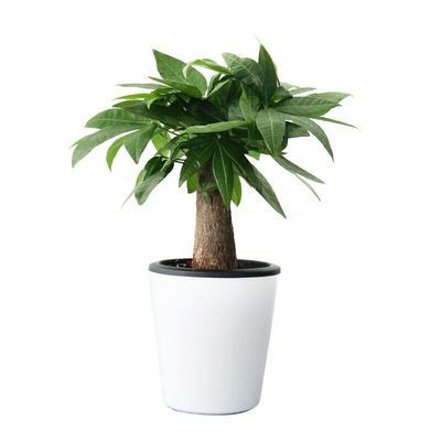 观叶植物