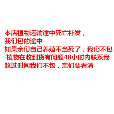 观叶植物