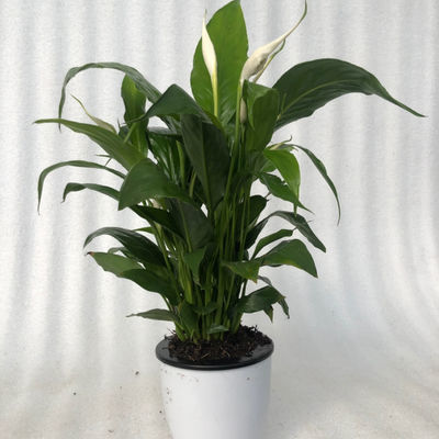 观叶植物
