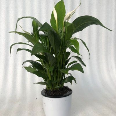 观叶植物