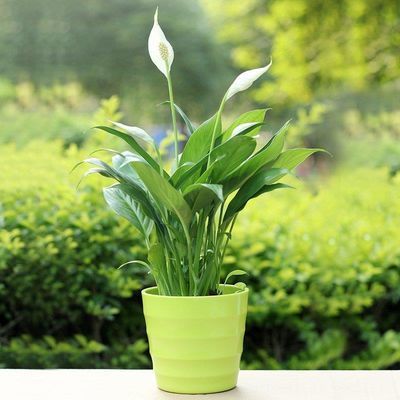 观叶植物