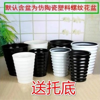观叶植物