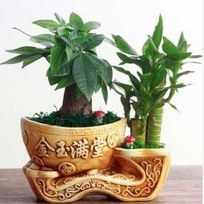 观叶植物