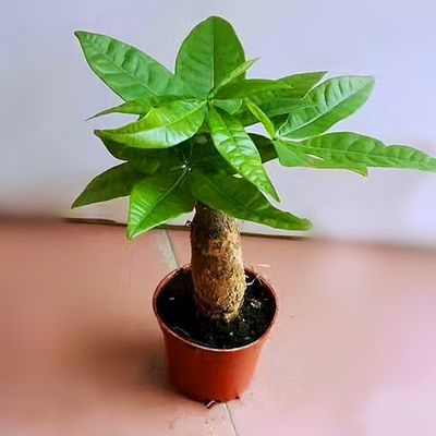 观叶植物