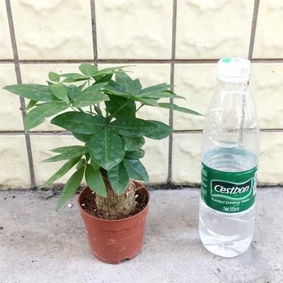 观叶植物