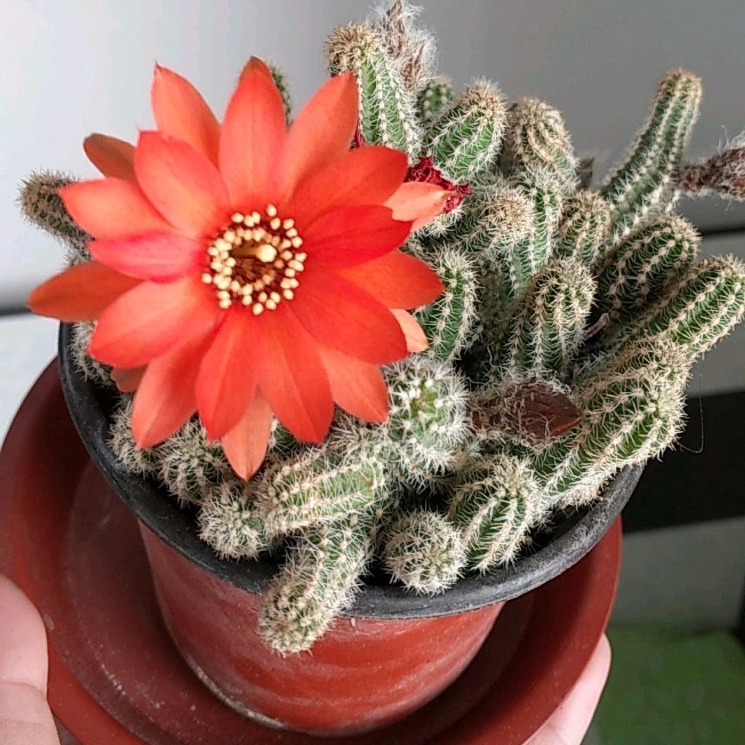 白檀开花仙人球仙人指盆栽植物毛毛虫仙人掌易种多肉植物春季开花