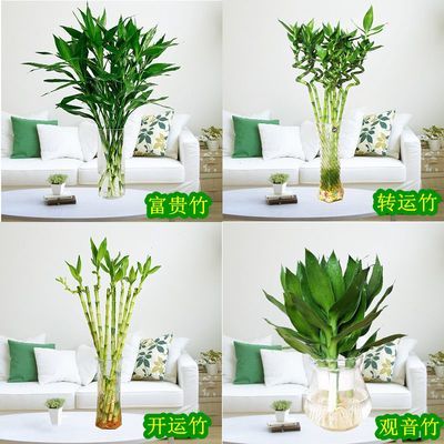 观叶植物
