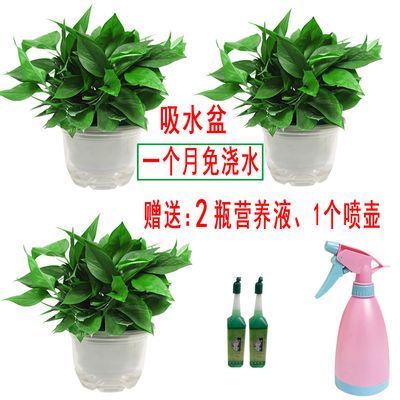 观叶植物