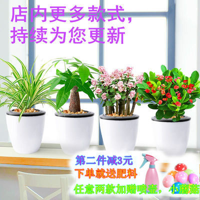 观叶植物