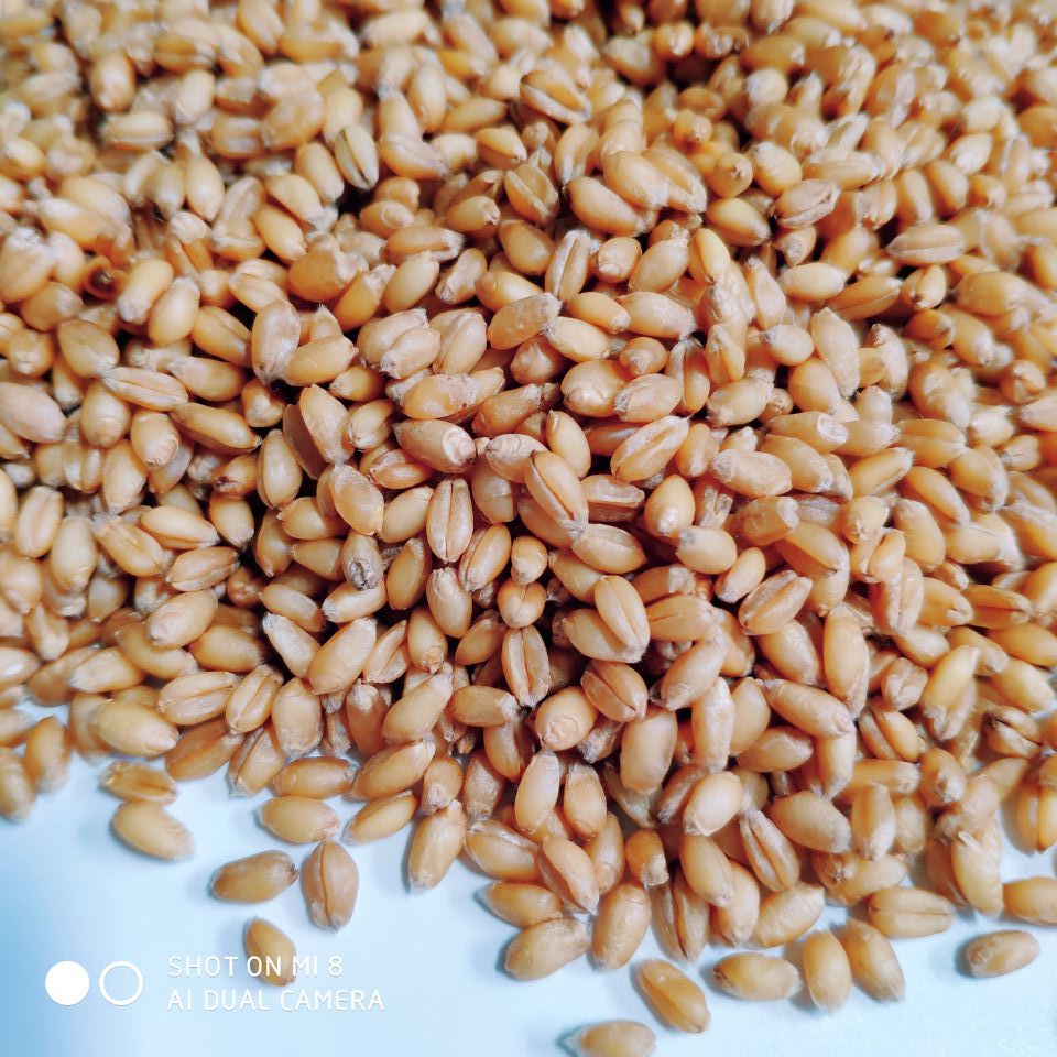 21干麦子带皮农家小麦粒散装做麦芽糖小麦种子发芽榨汁磨面食用 虎窝拼