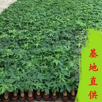 观叶植物