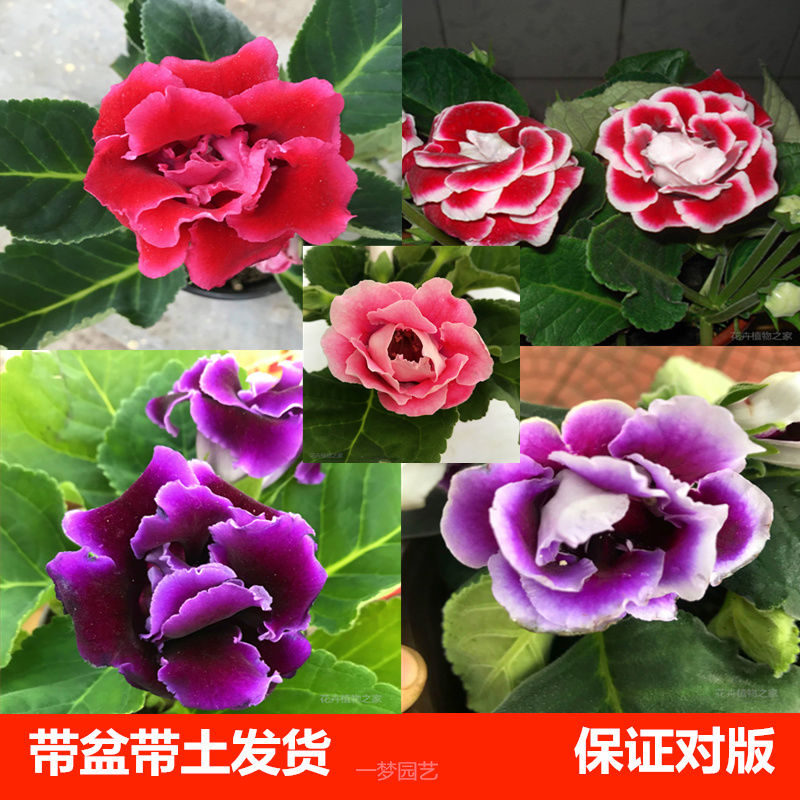 重瓣大岩桐带花盆栽花苗富贵芙蓉花卉植物带花发货四季开花吸甲醛