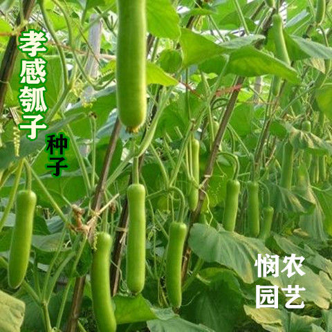 甜瓠瓜种子长瓠子种子高产早熟大蒲瓜长葫芦四季播菜园阳台种蔬菜