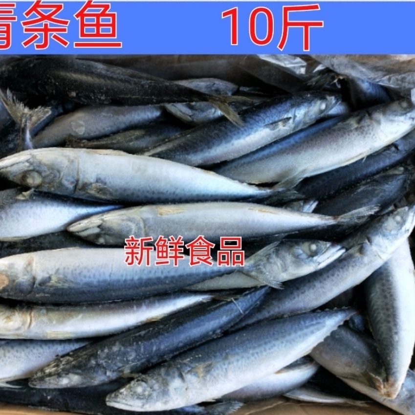 新鲜青条鱼鲐鲅鱼青占鱼10斤一条5两左右红烧自吃食材