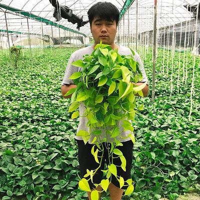 观叶植物