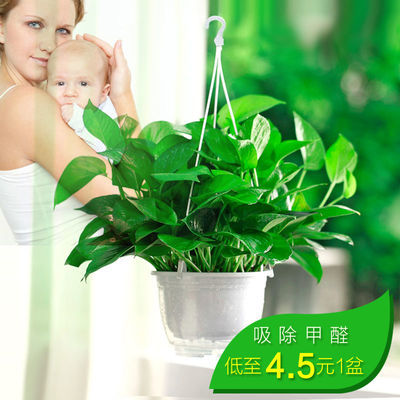 观叶植物