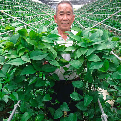 观叶植物