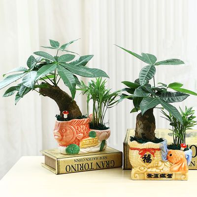 观叶植物