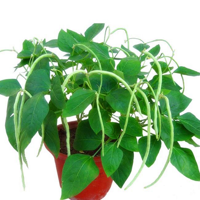 现在能种四季豆角吗 13f89b4d-ef90-4c5b-8042-5d1a52784269.jpg