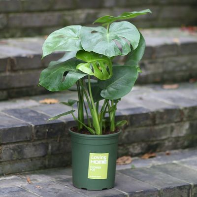 观叶植物