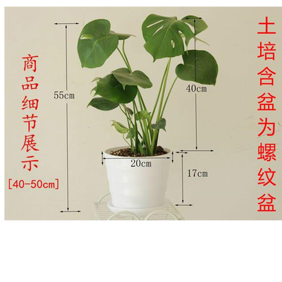观叶植物