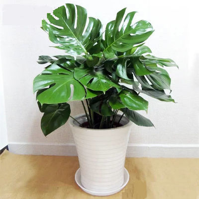 观叶植物
