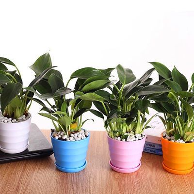 观叶植物