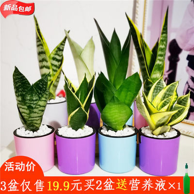 观叶植物