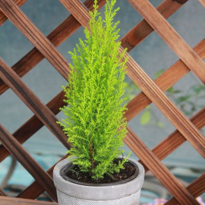 观叶植物