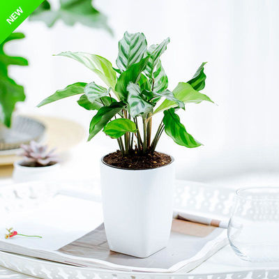 观叶植物