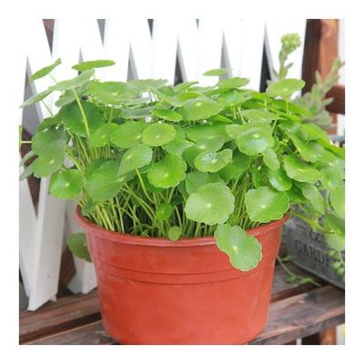 观叶植物