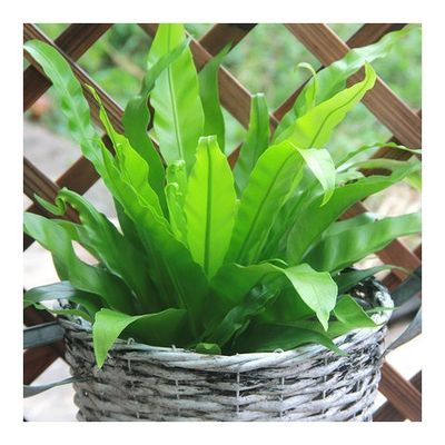 观叶植物