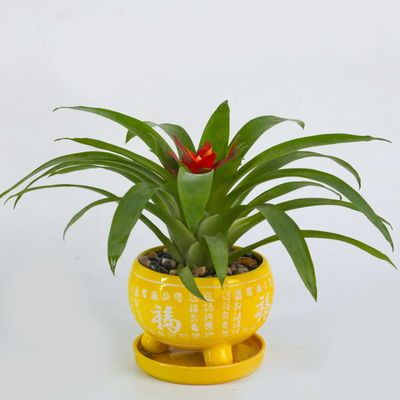 观叶植物