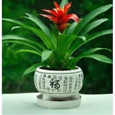 观叶植物