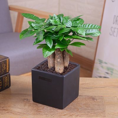 观叶植物