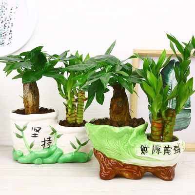 观叶植物